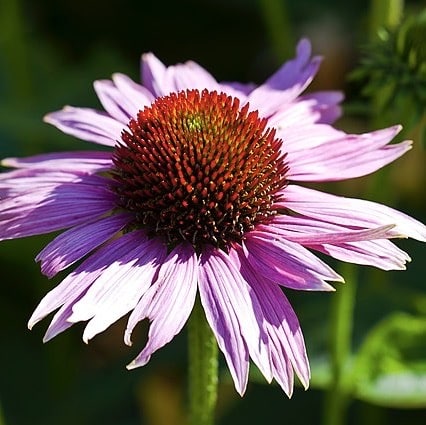The Medicine Garden, Pt 3