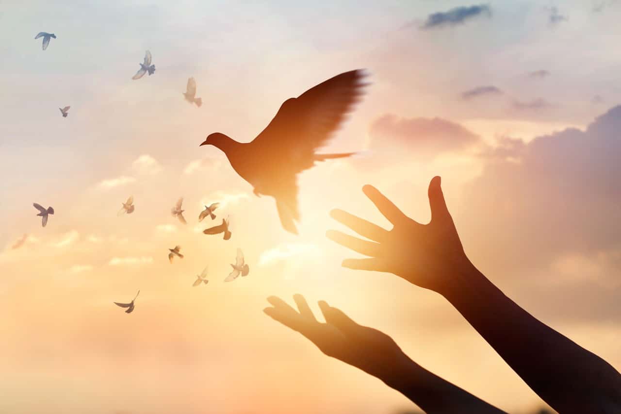 Seeds of Peace